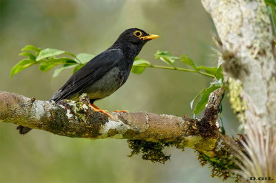 ZORZAL AZULADO (Turdus flavipes) - Rancho Queimado - BRASIL (Enero 2026)
