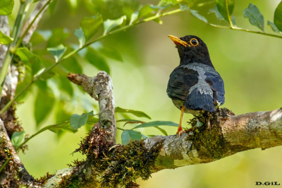ZORZAL AZULADO (Turdus flavipes) - Rancho Queimado - BRASIL (Enero 2026)