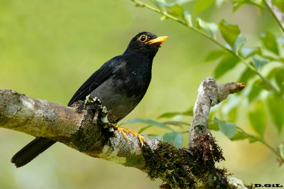 ZORZAL AZULADO (Turdus flavipes) - Rancho Queimado - BRASIL (Enero 2026)