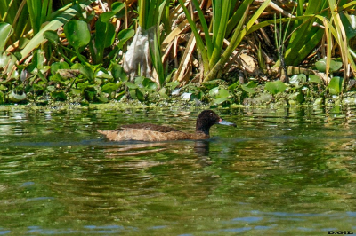 PATO CABEZA NEGRA (Heteronetta atricapilla) - Lago en Playa Penino - SAN JOSÈ (Abril 2021)