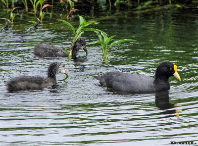 GALLARETA ALA BLANCA (Fulica leucoptera) - (Adulto con pichones) Lago en Shangrila-CANELONES (Noviembre 2009)