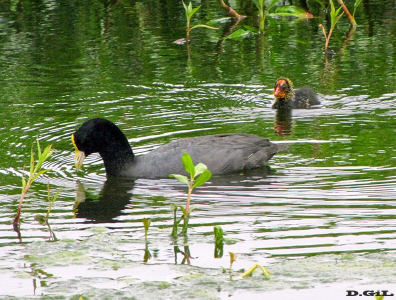 leucoptera1 - (Adulto con pichon) Lago en Shangrila-CANELONES (Noviembre 2009)