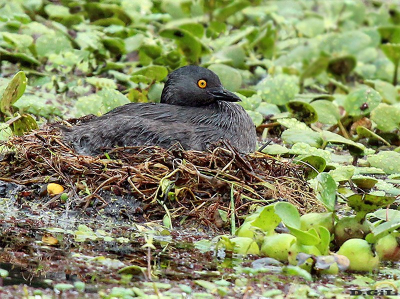 MACÁ GRIS (Tachybaptus dominicus) - (Nido) Laguna en Parque Miramar-CANELONES (Octubre 2013)