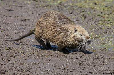 NUTRIA (Myocastor coypus)
