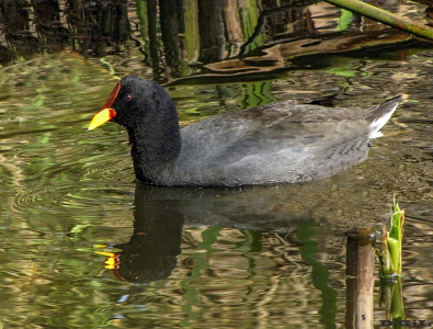GALLARETA ESCUDETE ROJO (Fulica rufifrons)  - Lago del Parque Rivera-MONTEVIDEO (Setiembre 2009)