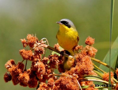 ARAÑERO CARA NEGRA (Geothlypis aequinoctialis) - Colonia Wilson-SAN JOSE (Setiembre 2011)