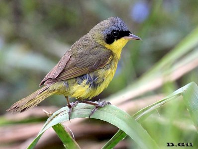 ARAÑERO CARA NEGRA (Geothlypis aequinoctialis) - (Macho) Rincón de Vignoli-FLORIDA (Diciembre 2012)
