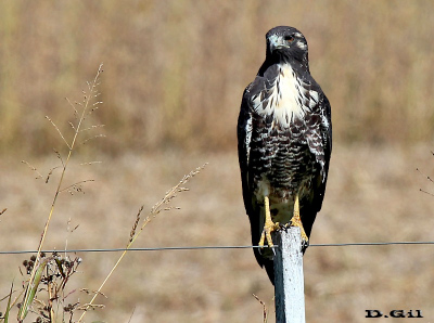 AGUILA COLA BLANCA (Geranoaetus albicaudatus) - (Juvenil) Poste sobre Ruta 11-Entre Ríos - ARGENTINA (Marzo 2013)