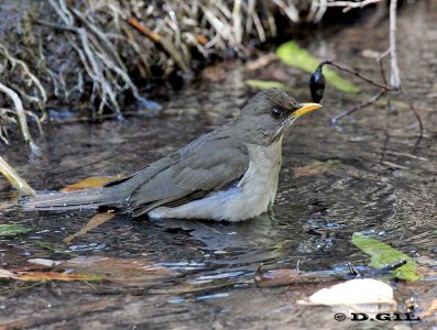 SABIA COMÚN (Turdus amaurochalinus) - Laguna del Diario-MALDONADO (Diciembre 2011)