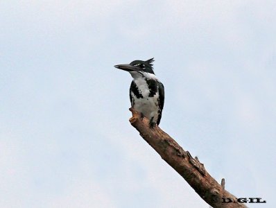 MARTÍN PESCADOR MEDIANO (Chloroceryle amazona) - (Hembra) Cañada sobre ruta 14-ROCHA (Abril 2011)