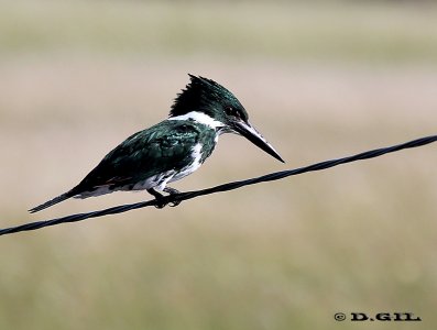 MARTÍN PESCADOR MEDIANO (Chloroceryle amazona) - (Hembra) Río Yi- DURAZNO (Abril 2012)