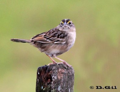 CHINGOLO CEJA AMARILLA (Ammodramus humeralis) - Rincon de Vignoli-FLORIDA (Setiembre 2011)