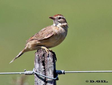ESPINERO (Anumbius annumbi) - Campo en El Tigre-SAN JOSE( (Marzo 2012)