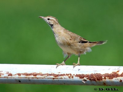 ESPINERO (Anumbius annumbi) - Campo en ruta 1-SAN JOSE (Agosto 2011)