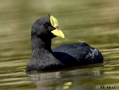 GALLARETA GRANDE (Fulica armillata) - Cantera en Parque Miramar-CANELONES (Octubre 2013)