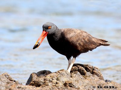 OSTRERO NEGRO (Haematopus ater)  - Peninsula de Punta del Este- MALDONADO (Febrero 2012)
