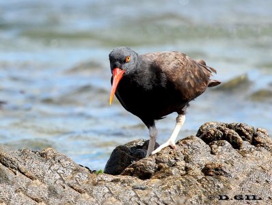 OSTRERO NEGRO (Haematopus ater)  - Peninsula de Punta del Este- MALDONADO (Febrero 2012)