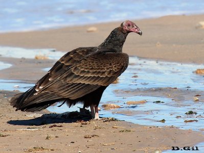 CUERVO CABEZA ROJA (Cathartes aura) - (Inmaduro) Playa Mansa en José Ignacio-MALDONADO (Abril 2013)