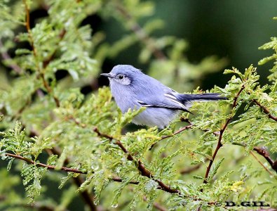 PIOJITO AZULADO (Polioptila dumicola) - (Hembra) Esteros de Farrapos-RÍO NEGRO (Abril 2012)