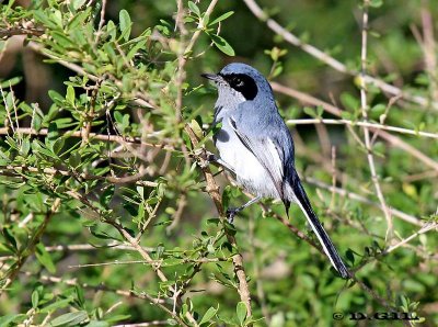 PIOJITO AZULADO (Polioptila dumicola) - (Macho) Esteros de Farrapos-RÍO NEGRO (Abril 2012)