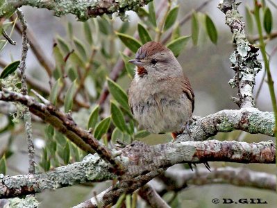 CANASTERO COMÚN (Asthenes baeri) - Esteros de Farrapos-RÍO NEGRO (Abril 2012)