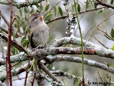 CANASTERO COMÚN (Asthenes baeri) - Esteros de Farrapos-RÍO NEGRO (Abril 2012)