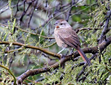 CANASTERO COMÚN (Asthenes baeri) - Esteros de Farrapos-RÍO NEGRO (Abril 2012)