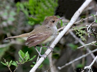 BARULLERO (Euscarthmus meloryphus) - Monte sobre Arroyo Los Chanchos-SALTO (Febrero 2012)