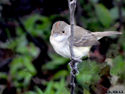 BARULLERO (Euscarthmus meloryphus) - Rincon de Franquía-ARTIGAS (Octubre 2010)
