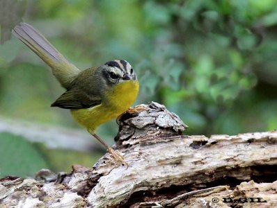 ARAÑERO CHICO (Basileuterus  culicivorus) - Parque Lecocq-MONTEVIDEO (Mayo 2012)