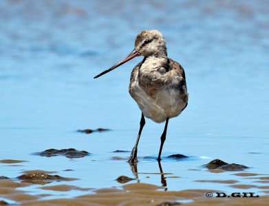BECASA DE MAR (Limosa haemastica) - Playa Penino-SAN JOSE  (Enero 2012)