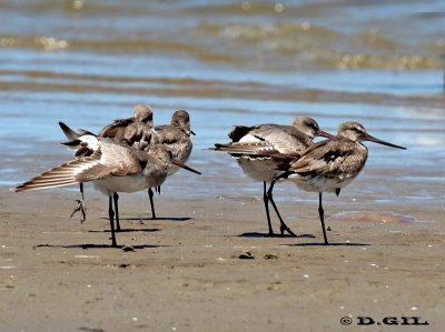 BECASA DE MAR (Limosa haemastica) - Playa Penino-SAN JOSE (Enero 2010)