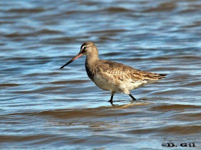 BECASA DE MAR (Limosa haemastica) - Playa Penino-SAN JOSE (Agosto 2011)