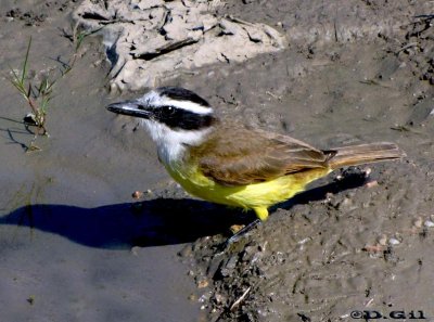 BENTEVEO COMÚN (Pitangus sulphuratus) - Faro de Punta Carretas-MONTEVIDEO (Setiembre 2010)