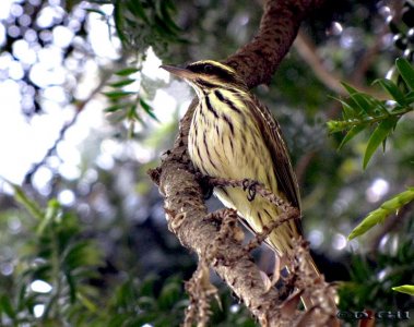 BENTEVEO RAYADO (Myiodynastes maculatus)  - Jardin Botánico-MONTEVIDEO (Diciembre 2010)