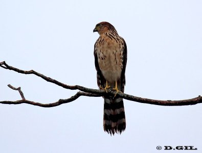 GAVILÁN BICOLOR (Accipiter bicolor) - (Juvenil) Esteros de Farrapos-RÍO NEGRO (Abril 2012)