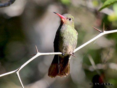 PICAFLOR BRONCEADO (Hylocharis chrysura) - Parque Lecocq-MONTEVIDEO (Junio 2012)