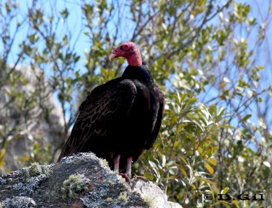 CUERVO CABEZA ROJA (Cathartes aura) - Salto del Penitente-LAVALLEJA (Setiembre 2011)