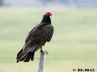 CUERVO CABEZA ROJA (Cathartes aura) - Ruta 8-TREINTA Y TRES (Noviembre 2011)