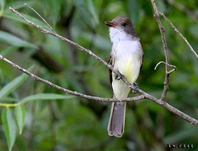BURLISTO COMÚN (Myiarchus swainsoni) - Monte en Arroyo Mendoza-FLORIDA (Diciembre 2012)
