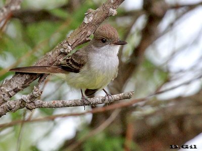 BURLISTO COMÚN (Myiarchus swainsoni) - Parque Rivera-MONTEVIDEO (Diciembre 2012)