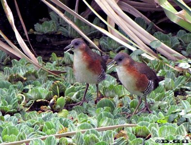 BURRITO PATAS VERDES (Laterallus melanophaius) - Lago en Parque Miramar- CANELONES (Setiembre 2009)