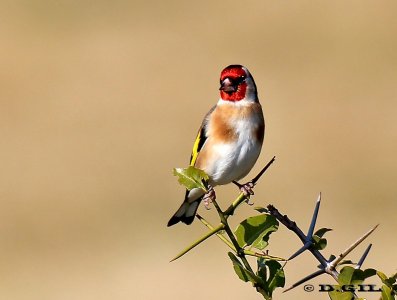 CARDELINO (Carduelis carduelis) - Paso Pache-CANELONES (Junio 2012)