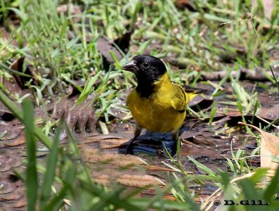 CABECITANEGRA (Spinus magellanicus) - Parque Lecocq-MONTEVIDEO (Enero 2012)