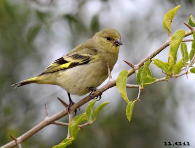 CABECITANEGRA (Spinus magellanicus) - (Hembra) Paso Carrasco-MONTEVIDEO (Diciembre 2010)