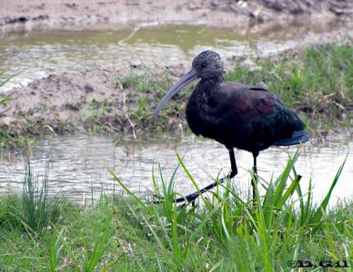 CUERVILLO DE CAÑADA (Plegadis chihi) - Faro de Punta Carretas - MONTEVIDEO (Setiembre 2010)