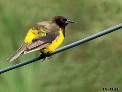 CANARIO DE LA SIERRA (Pseudoleistes guirahuro) - Sierra de Carapé - MALDONADO (Febrero 2014)