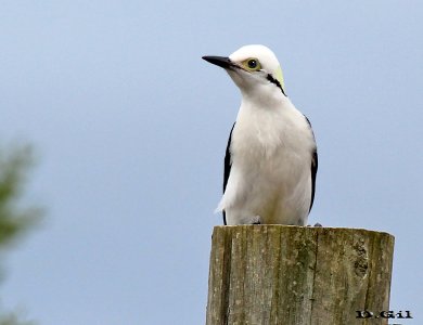 CARPINTERO BLANCO (Melanerpes candidus) - (Macho) Sierra de los Caracoles-MALDONADO (Febrero 2013)