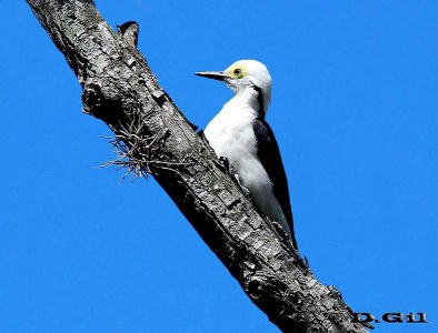 CARPINTERO BLANCO (Melanerpes candidus) - (Hembra) Jardin Botánico-MONTEVIDEO (Setiembre 2011)