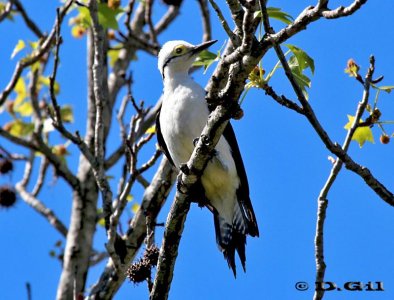 CARPINTERO BLANCO (Melanerpes candidus) - Jardin Botánico-MONTEVIDEO (Setiembre 2011)